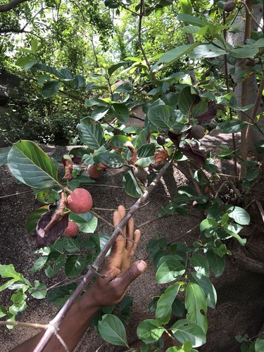 African peach