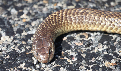 Mulga Snake sighting