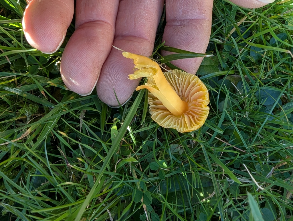 Hygrocybe quieta · November 2025 · photo: © ohwhen (iNaturalist, cc-by)