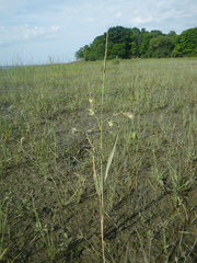 Zizania aquatica brevis