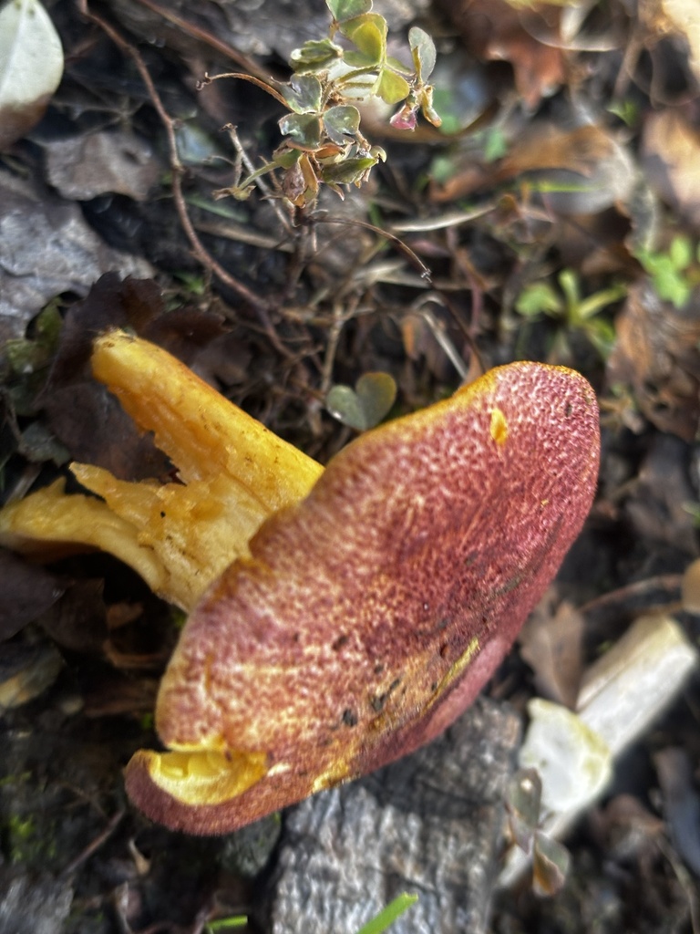 Tricholomopsis rutilans · November 2025 · photo: © crystalmarir (iNaturalist, cc0)