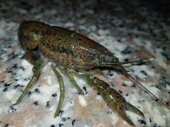 Procambarus virginalis
