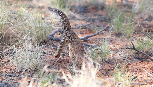 Sand Monitor