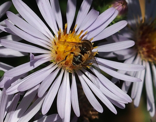 Unknown species found near Gonzales, Victoria, BC V8S, Canada