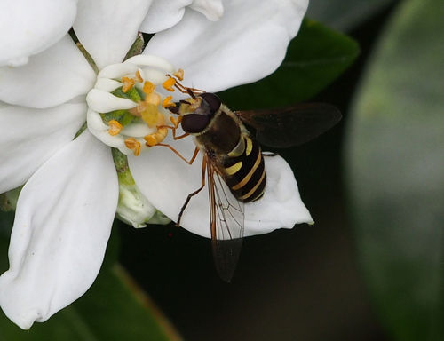 Unknown species found near Gonzales, Victoria, BC V8S, Canada