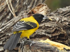 Audubon's Oriole photo 3
