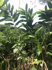 Aframomum angustifolium