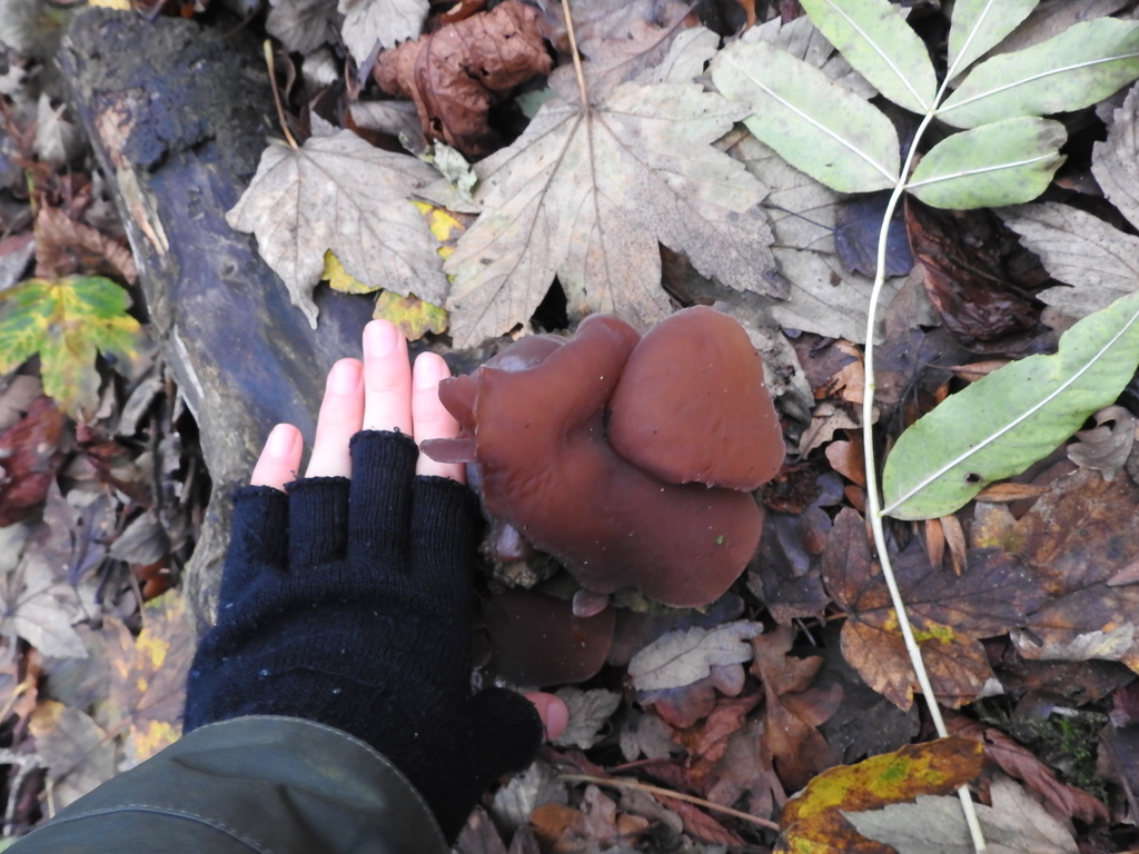 Auricularia auricula-judae · November 2025 · photo: © cryptomarasmius (iNaturalist, cc-by)
