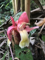 Aframomum angustifolium