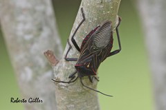 Pachylis pharaonis