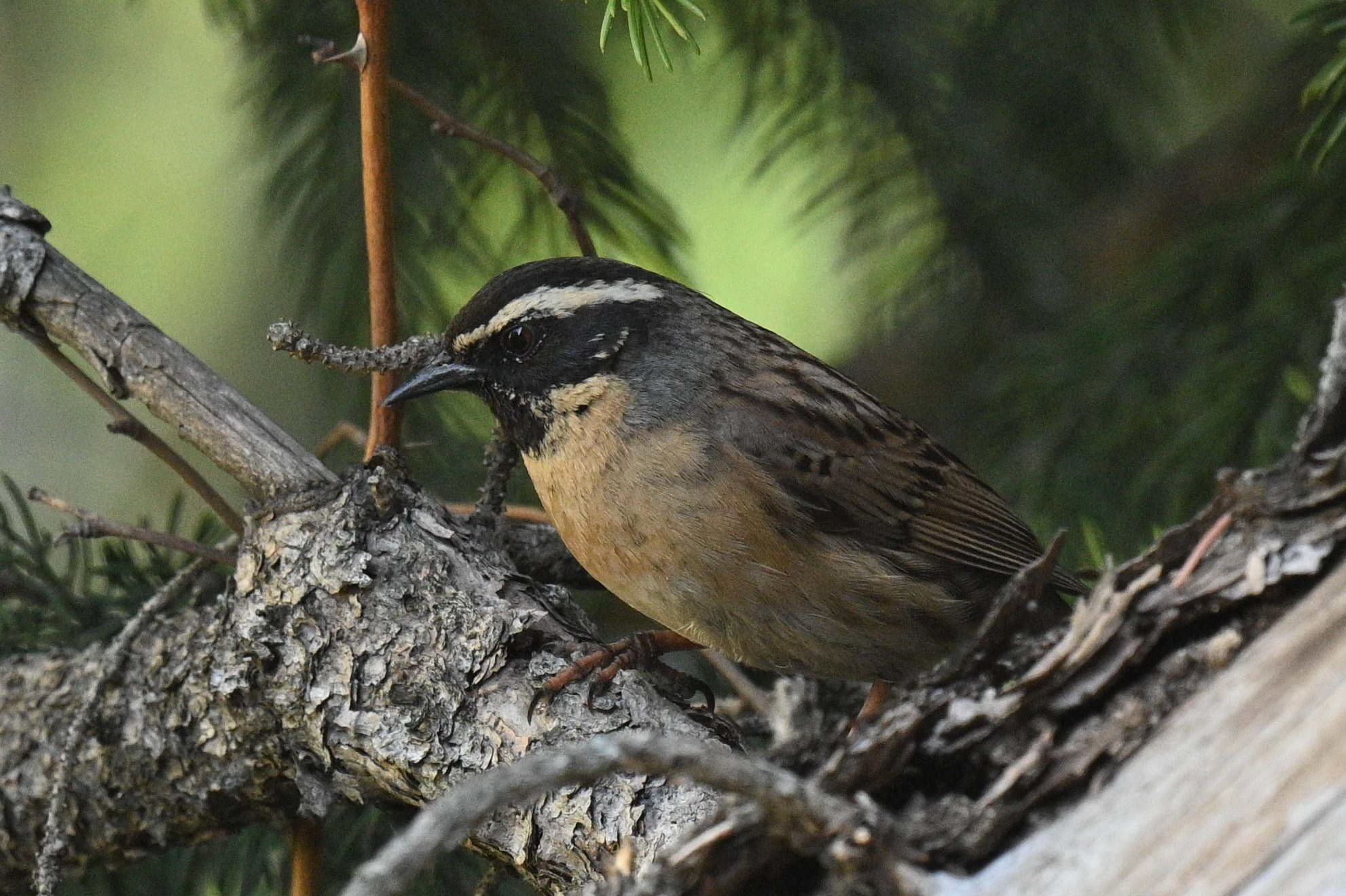 Black-throated Accentor