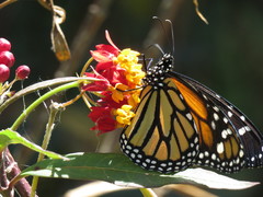 Danaus plexippus megalippe