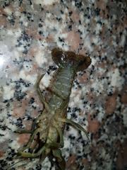 Procambarus virginalis
