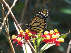 Danaus plexippus megalippe