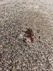 Pogonomyrmex barbatus