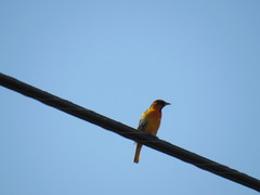 Icterus bullockii × galbula