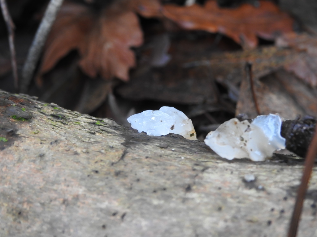 Myxarium nucleatum · November 2025 · photo: © cryptomarasmius (iNaturalist, cc-by)