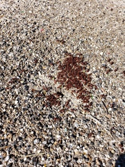 Pogonomyrmex barbatus