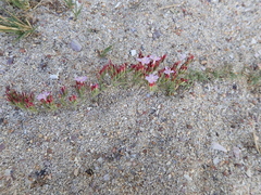 Limonium equisetinum