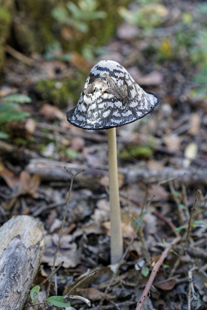 Coprinopsis picacea · November 2025 · photo: © jaumecanals (iNaturalist, cc-by)