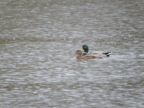 Mallard