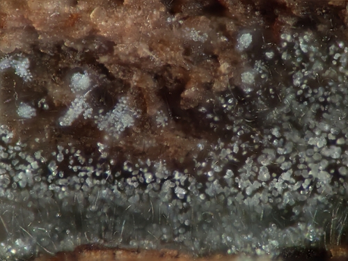 Menispora, 2025-11-09
