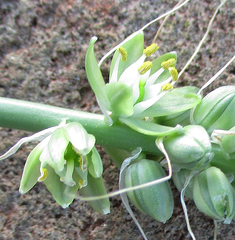 Albuca virens image