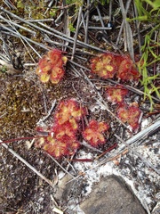 Drosera cuneifolia