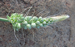 Albuca virens image