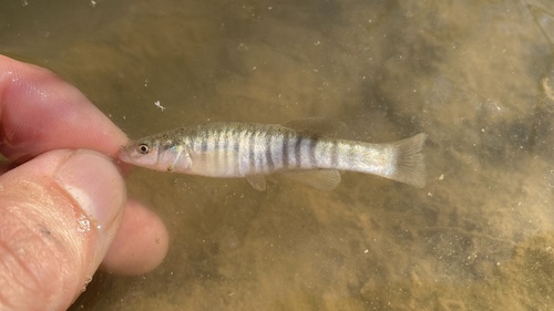 Northern plains killifish (Fundulus kansae) — Fundulidae — 4