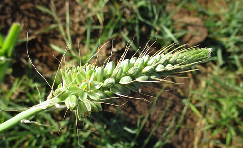 Albuca virens image