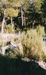 Genista cinerea