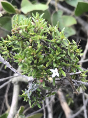 Arcytophyllum thymifolium