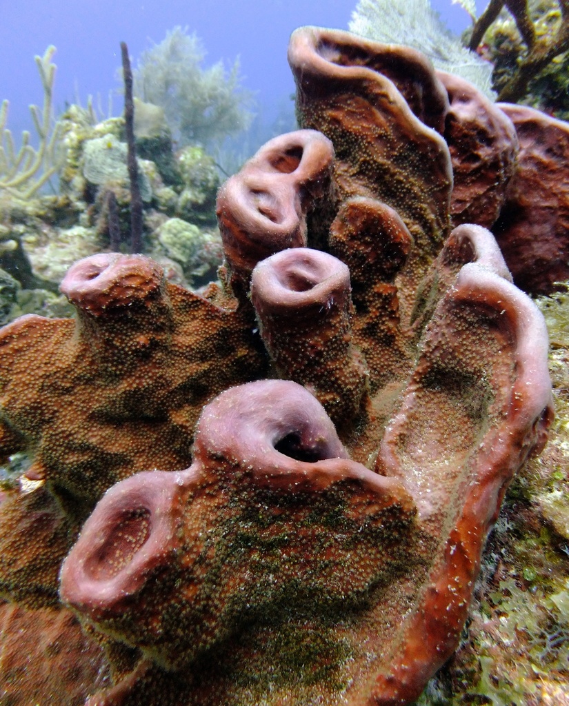 Petrosia pellasarca