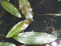 Potamogeton distinctus
