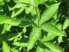 Veronicastrum sibiricum