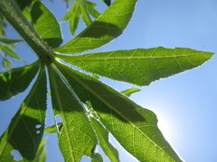 Veronicastrum sibiricum