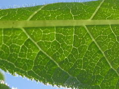 Veronicastrum sibiricum