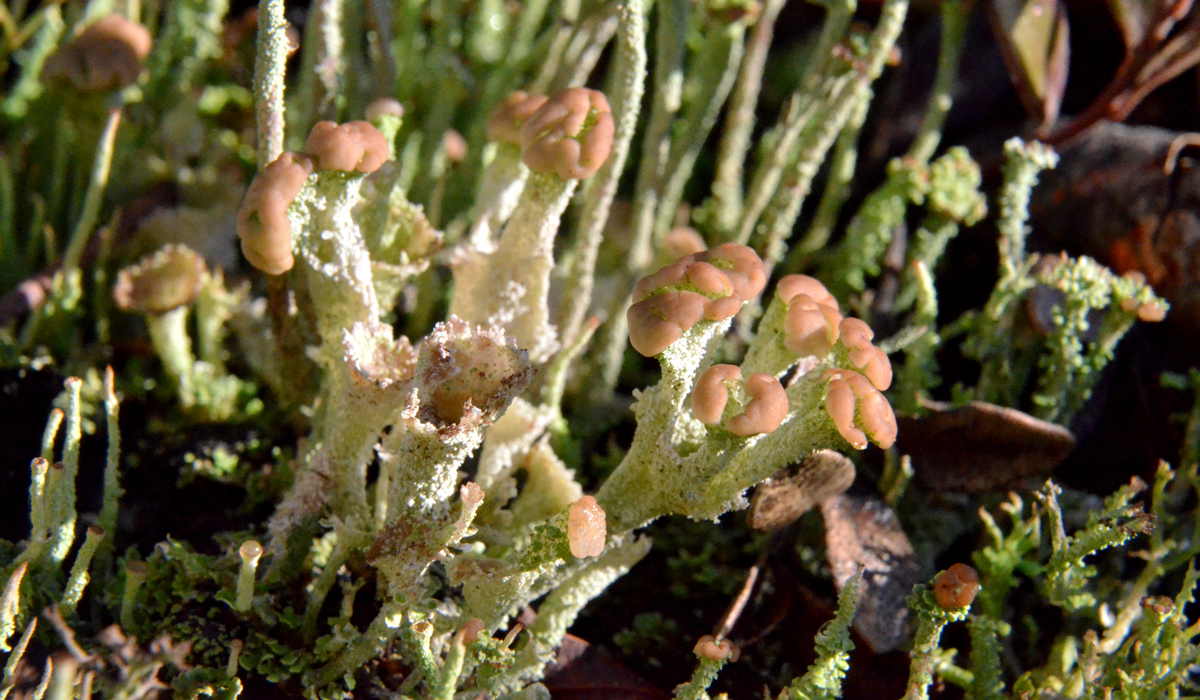 Cladonia botrytes image