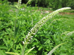 Veronicastrum sibiricum
