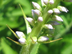 Veronicastrum sibiricum