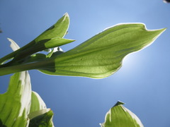 Hosta longipes