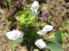 Prunella vulgaris