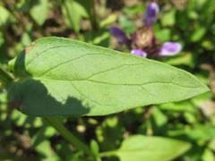 Prunella vulgaris