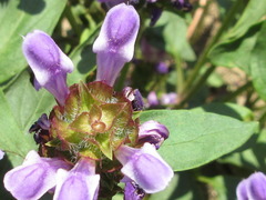 Prunella vulgaris
