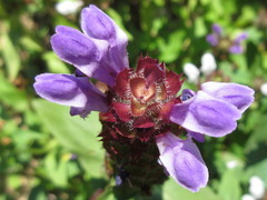 Prunella vulgaris
