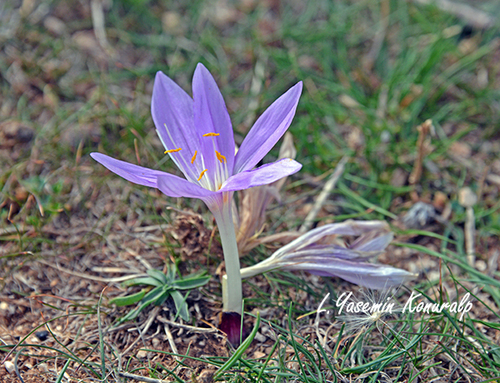 Colchicum sanguicolle