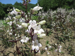 Penstemon