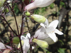 Penstemon