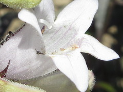Penstemon